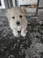 Bichon Frise Dog White