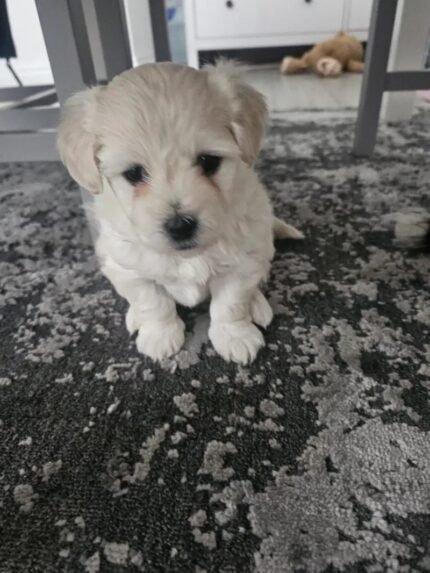 Bichon Frise Dog White