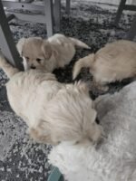 Bichon Frise Dog White