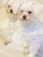 Bichon Frise Dog / Maltese mix