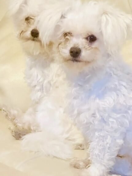 Bichon Frise Dog / Maltese mix