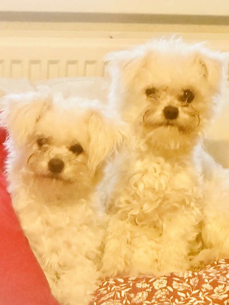 Bichon Frise Dog / Maltese mix Bichon Frise Dog / Maltese mix