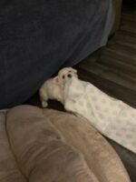 Bichon Frise puppies 4 boys 2 girls