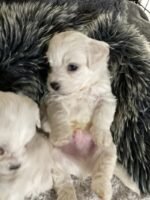 Bichon Frise puppies 4 boys 2 girls
