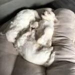 Bichon Frise puppies 4 boys 2 girls