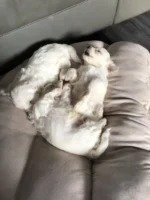 Bichon Frise puppies 4 boys 2 girls