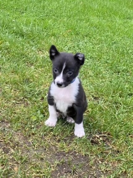 Border Collie Puppies Black
