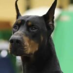 Bred for Health and Temperament Doberman