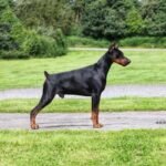 Bred for Health and Temperament Doberman