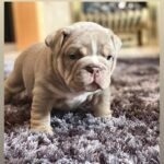 British bulldog puppie Brown