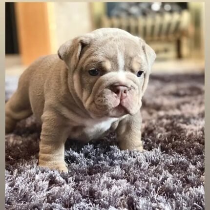 British bulldog puppie Brown