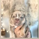 British bulldog puppie Brown