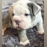 British Bulldog Puppie White