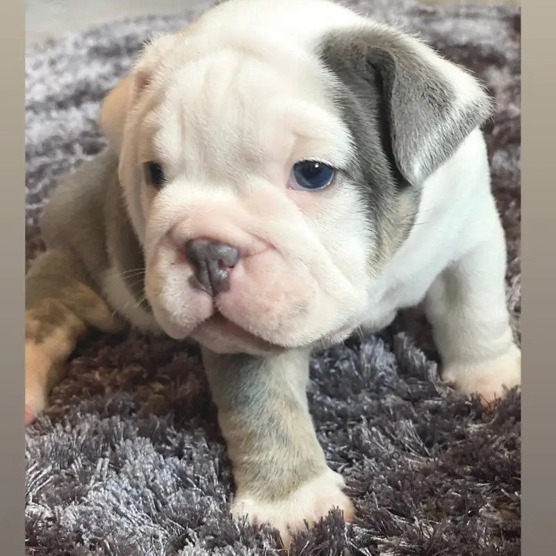 British Bulldog Puppie White British Bulldog Puppie White