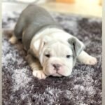 British Bulldog Puppie White