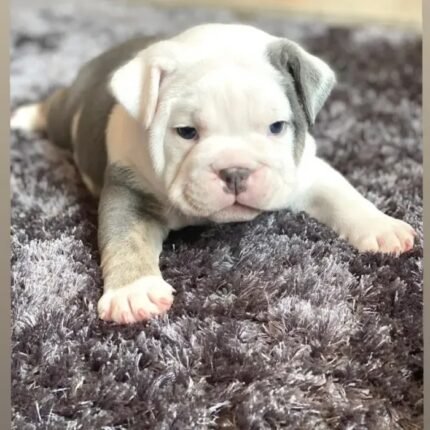 British Bulldog Puppie White