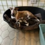 Bullyview Bull Terriers