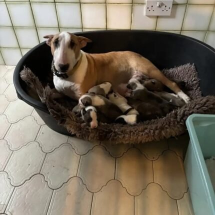 Bullyview Bull Terriers