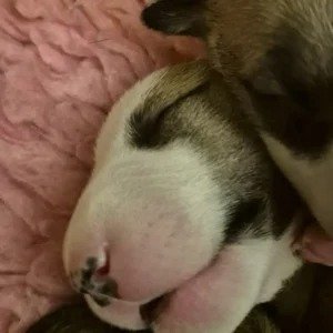 Bullyview Bull Terriers