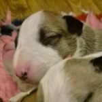 Bullyview Bull Terriers