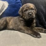 Cane Corso x Rottweiller Puppie Black