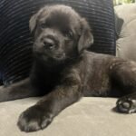 Cane Corso x Rottweiller Puppie Black