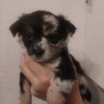 Chihuahua Pups Black