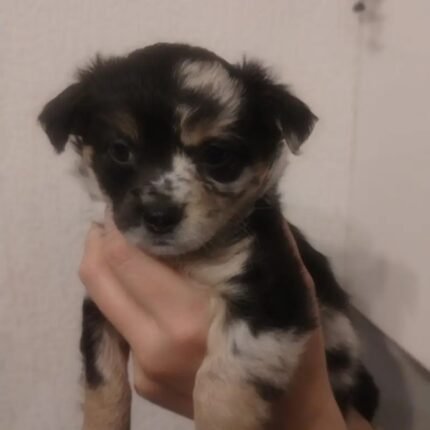 Chihuahua Pups Black