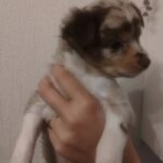 Chihuahua Pups Black