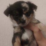 Chihuahua Pups Black