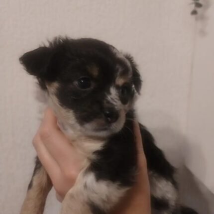 Chihuahua Pups Black