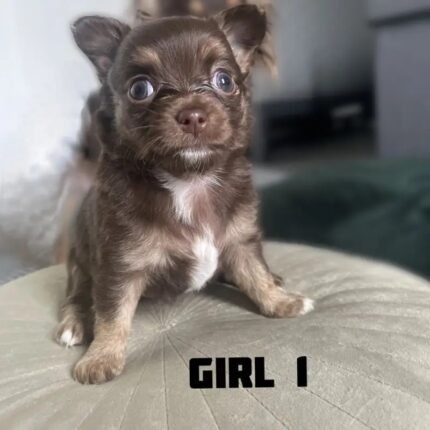 Chocolate Puppies Long Haired Chihuahua