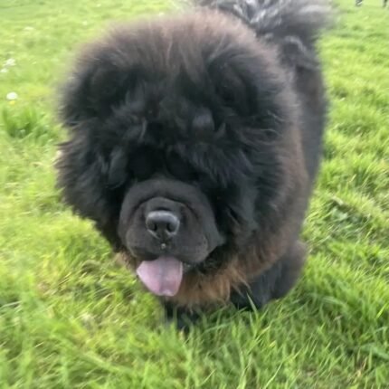 Chunky Chow Chow Pablo