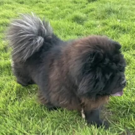 Chunky Chow Chow Pablo