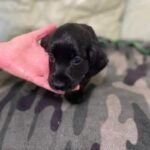 Cocker Spaniel Puppie Black