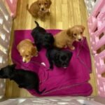 Cocker Spaniel Puppie Black