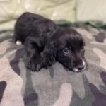 Cocker Spaniel Puppie Black
