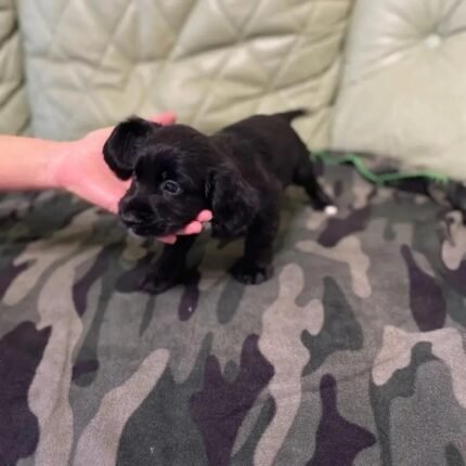 Cocker Spaniel Puppie Black