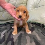 Cocker Spaniel Puppie Brown