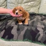 Cocker Spaniel Puppie Brown