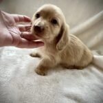 Cream Long Haired Daschound