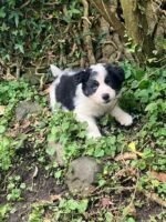 Cute Border Collie Puppy