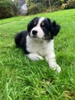 Cute Border Collie Puppy
