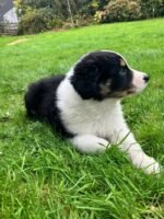 Cute Border Collie Puppy