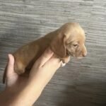 Dachshund Puppies Brown
