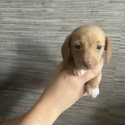 Dachshund Puppies Brown