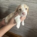 Dachshund Puppies White