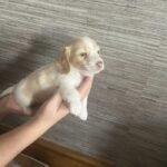 Dachshund Puppies White