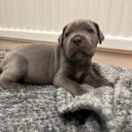 Exceptional Full Pedigree Cane Corso Puppie Black