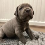 Exceptional Full Pedigree Cane Corso Puppie Black